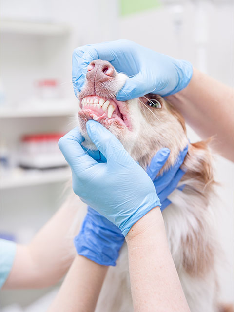 Chirurgien dentiste animaux