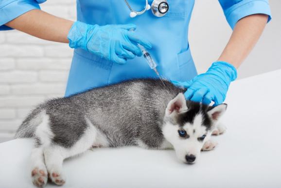 Vaccination chien