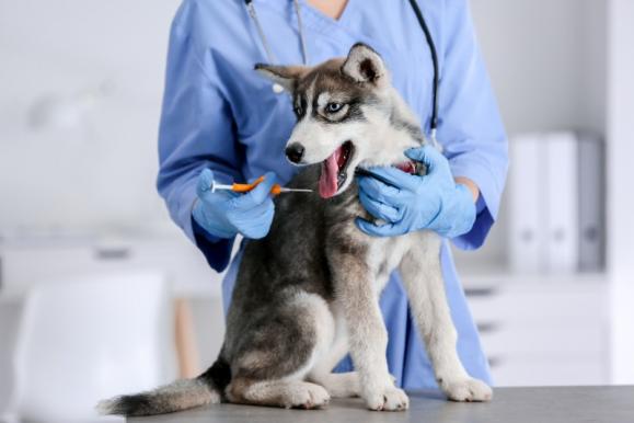 Consultation vétérinaire