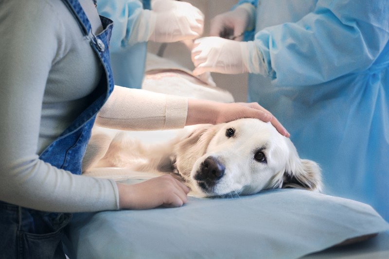 Chirurgie vétérinaire Chirurgie vétérinaire