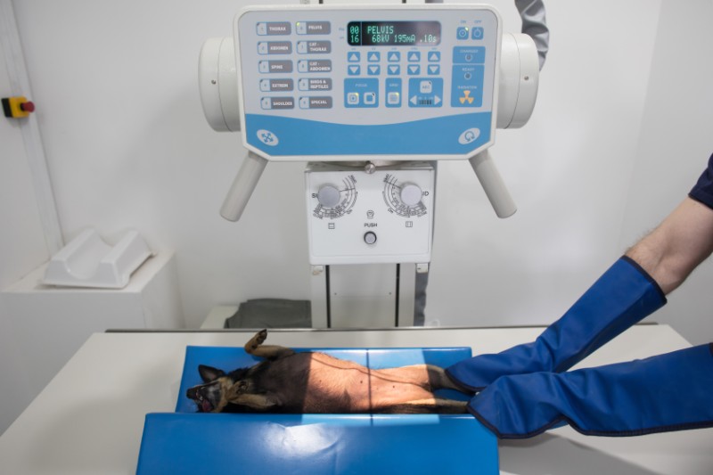 Radiologie chien Radiologie chien