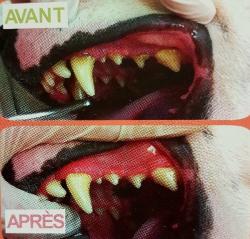 soins dentaires soins dentaires