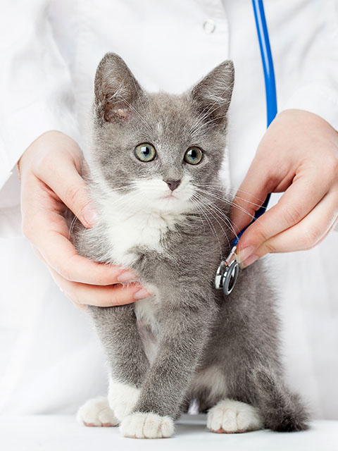 Consultation vétérinaire chat