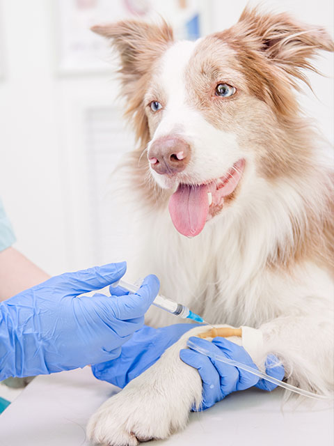 Consultation vétérinaire chien
